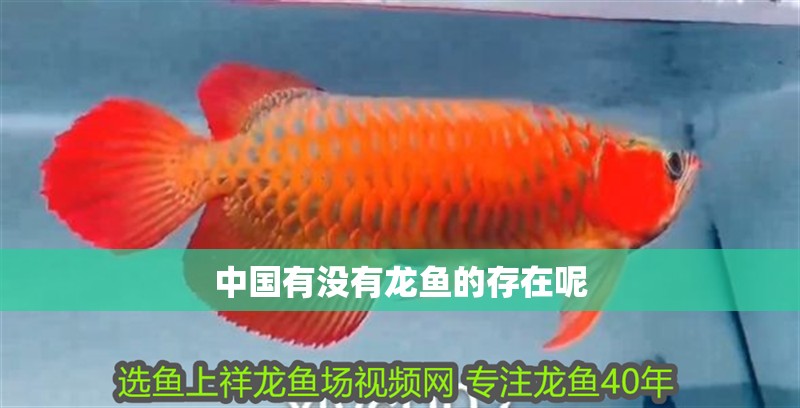 龍魚要多少度水溫養比較好活一點：養龍魚的最佳水溫是多少？