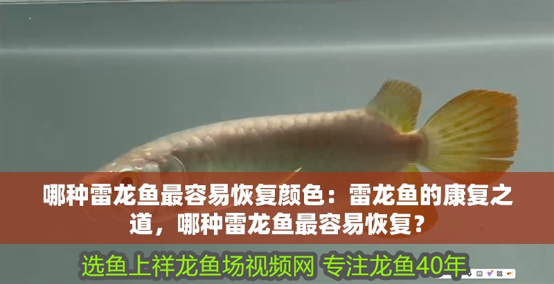 哪種雷龍魚最容易恢復(fù)顏色：雷龍魚的康復(fù)之道，哪種雷龍魚最容易恢復(fù)？