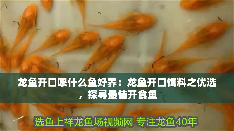 龍魚開口喂什么魚好養(yǎng)：龍魚開口餌料之優(yōu)選，探尋最佳開食魚