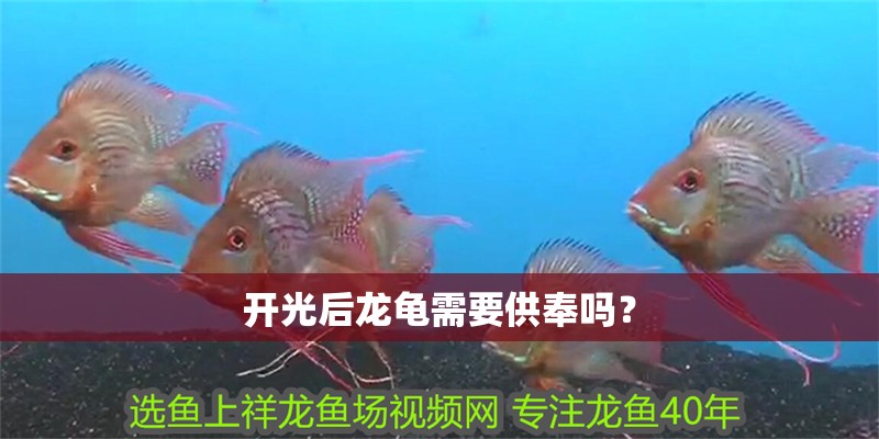 開光后龍龜需要供奉嗎？