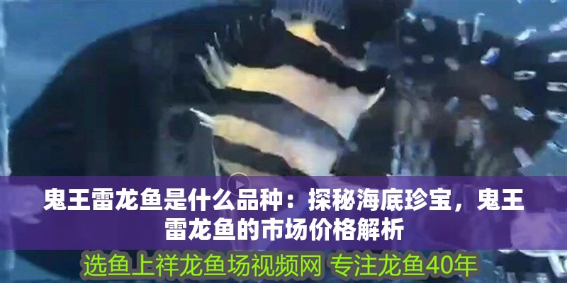 鬼王雷龍魚是什么品種：探秘海底珍寶，鬼王雷龍魚的市場價格解析
