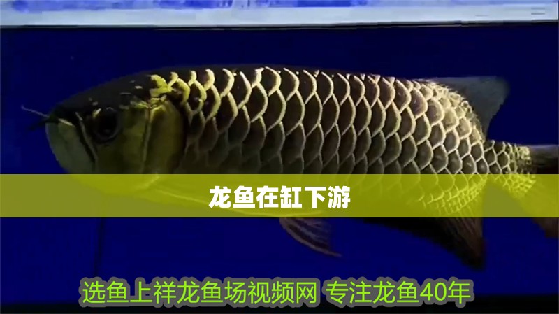 龍魚(yú)在缸下游