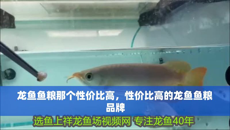 龍魚魚糧那個性價比高，性價比高的龍魚魚糧品牌