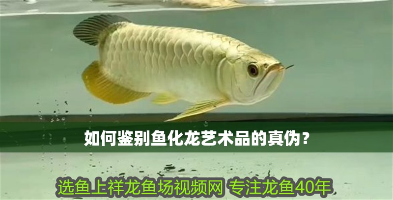 如何鑒別魚化龍藝術品的真偽？