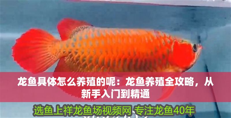 龍魚具體怎么養殖的呢：龍魚養殖全攻略，從新手入門到精通