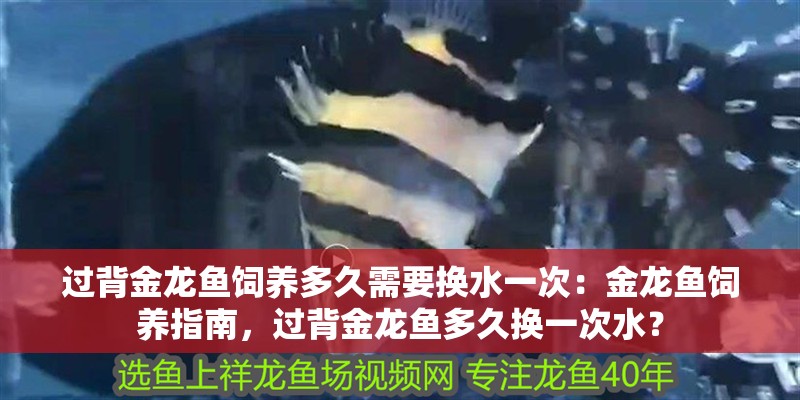 過背金龍魚飼養多久需要換水一次：金龍魚飼養指南，過背金龍魚多久換一次水？