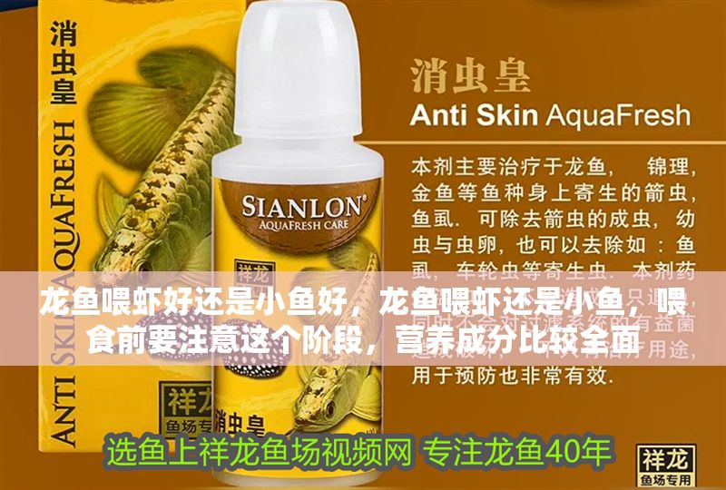 龍魚(yú)喂蝦好還是小魚(yú)好，龍魚(yú)喂蝦還是小魚(yú)，喂食前要注意這個(gè)階段，營(yíng)養(yǎng)成分比較全面