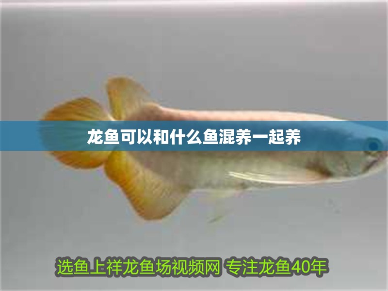 龍魚可以和什么魚混養(yǎng)一起養(yǎng)
