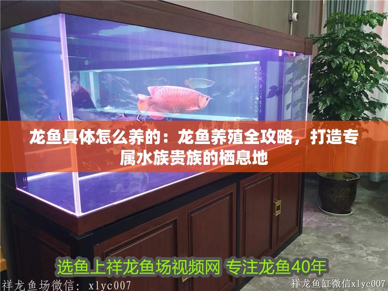 龍魚具體怎么養的：龍魚養殖全攻略，打造專屬水族貴族的棲息地 龍魚具體怎么養的：龍魚養殖全攻略，打造專屬水族貴族的棲息地 龍魚百科 第1張
