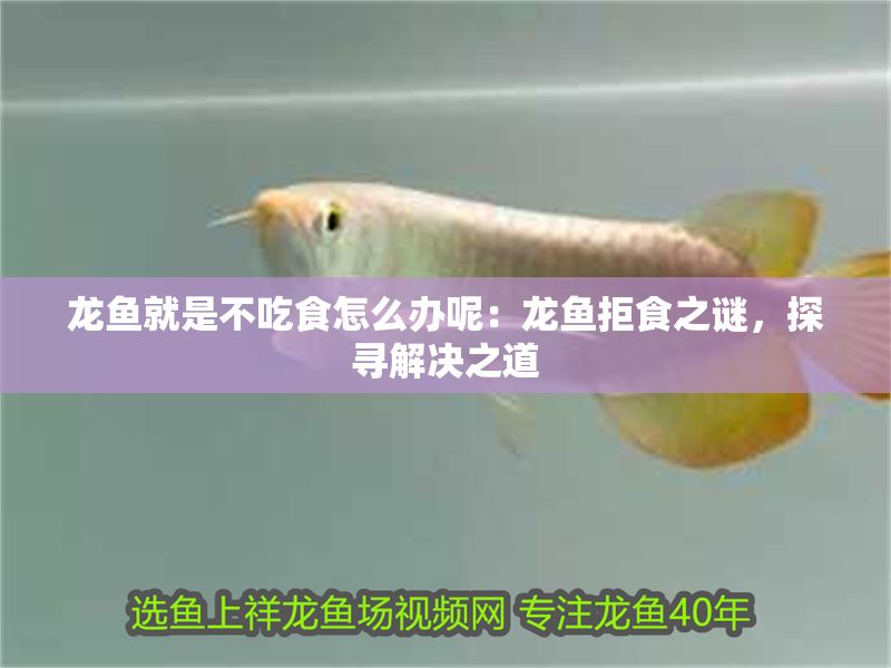 龍魚就是不吃食怎么辦呢：龍魚拒食之謎，探尋解決之道