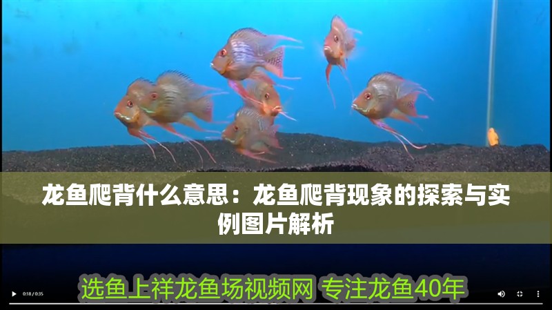 龍魚爬背什么意思：龍魚爬背現(xiàn)象的探索與實例圖片解析