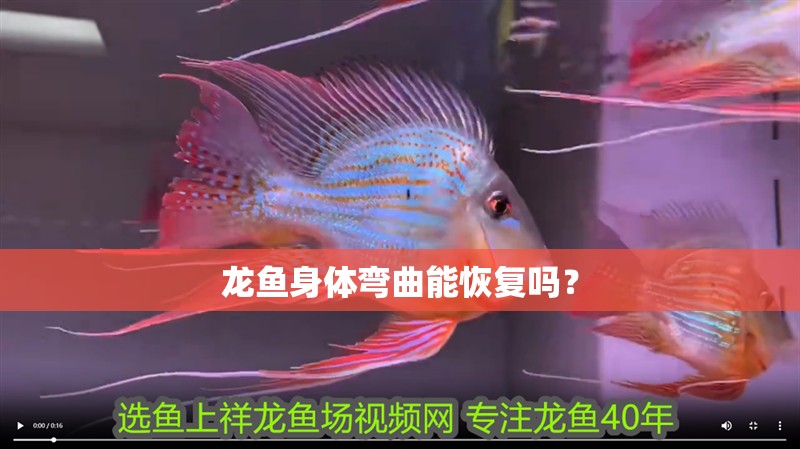龍魚身體彎曲能恢復(fù)嗎？