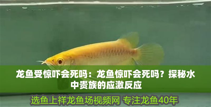 龍魚受驚嚇會死嗎：龍魚驚嚇會死嗎？探秘水中貴族的應激反應