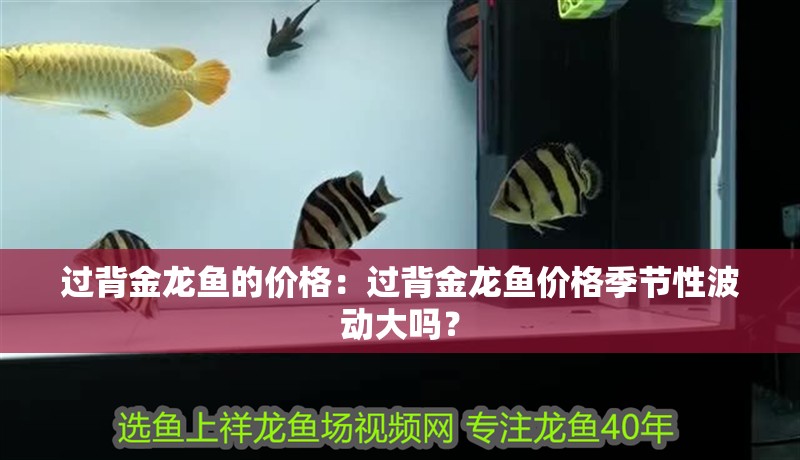 過背金龍魚的價格：過背金龍魚價格季節性波動大嗎？