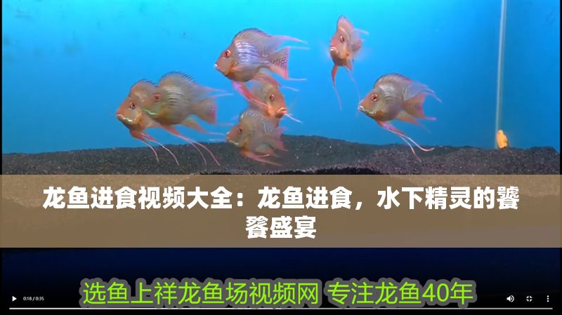 龍魚進食視頻大全：龍魚進食，水下精靈的饕餮盛宴