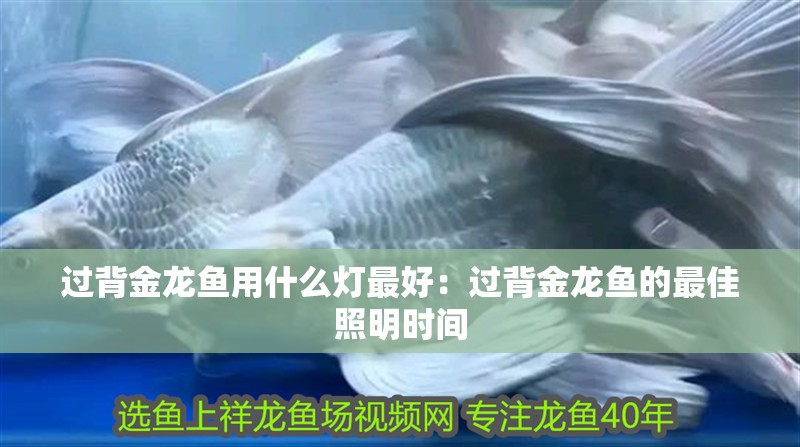 過背金龍魚用什么燈最好：過背金龍魚的最佳照明時間