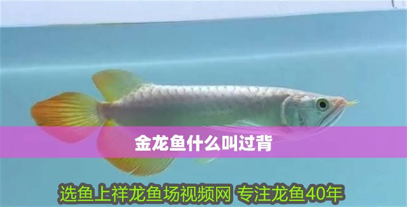 創(chuàng)造與魔法金龍魚在哪釣幾率高：《創(chuàng)造與魔法》金龍魚在哪釣幾率高