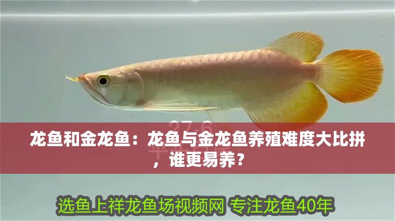 龍魚和金龍魚：龍魚與金龍魚養殖難度大比拼，誰更易養？