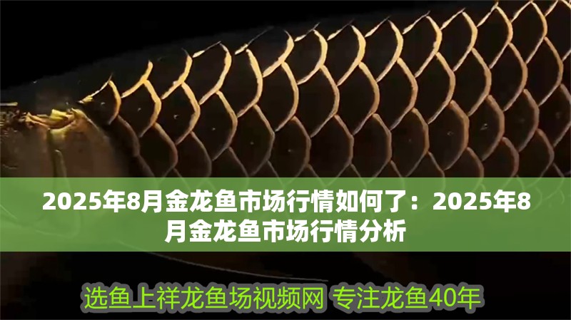 2025年8月金龍魚(yú)市場(chǎng)行情如何了：2025年8月金龍魚(yú)市場(chǎng)行情分析