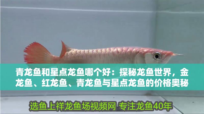 青龍魚和星點龍魚哪個好：探秘龍魚世界，金龍魚、紅龍魚、青龍魚與星點龍魚的價格奧秘