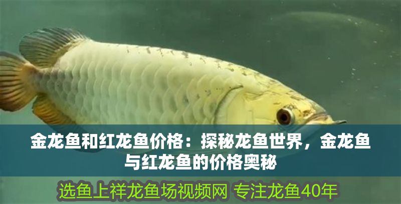 金龍魚和紅龍魚價格：探秘龍魚世界，金龍魚與紅龍魚的價格奧秘