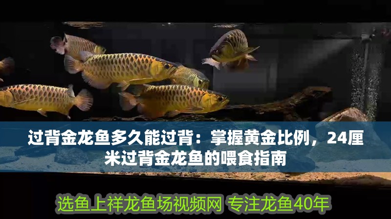 過背金龍魚多久能過背：掌握黃金比例，24厘米過背金龍魚的喂食指南