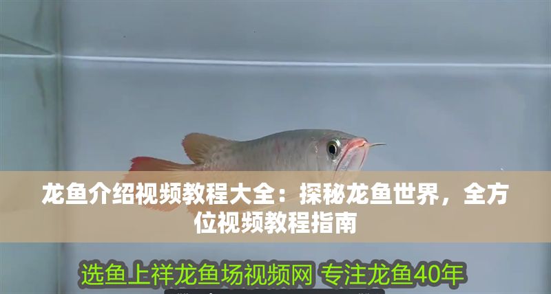 龍魚介紹視頻教程大全：探秘龍魚世界，全方位視頻教程指南