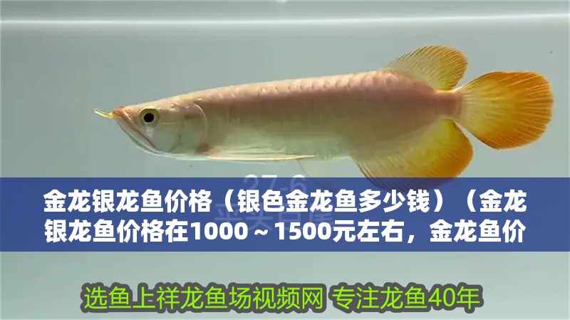 金龍銀龍魚價(jià)格（銀色金龍魚多少錢）（金龍銀龍魚價(jià)格在1000～1500元左右，金龍魚價(jià)格在1000～）