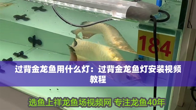 過背金龍魚用什么燈：過背金龍魚燈安裝視頻教程