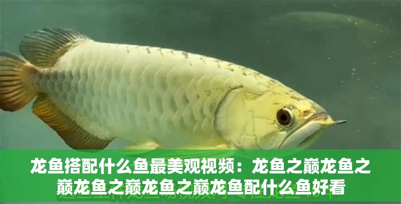 龍魚搭配什么魚最美觀視頻：龍魚之巔龍魚之巔龍魚之巔龍魚之巔龍魚配什么魚好看