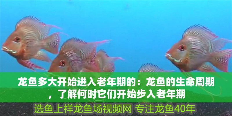 龍魚多大開始進入老年期的：龍魚的生命周期，了解何時它們開始步入老年期