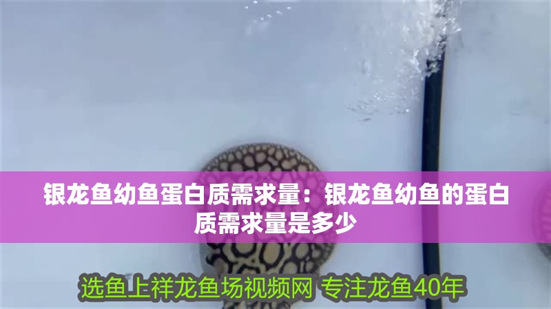 銀龍魚幼魚蛋白質需求量：銀龍魚幼魚的蛋白質需求量是多少