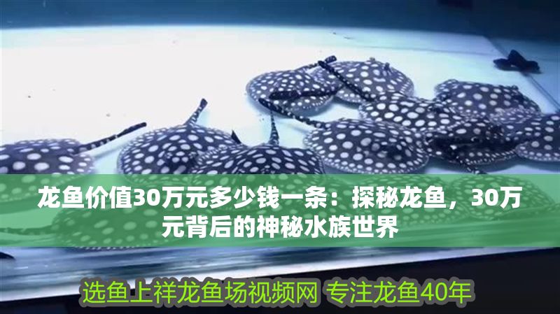 龍魚價(jià)值30萬(wàn)元多少錢一條：探秘龍魚，30萬(wàn)元背后的神秘水族世界