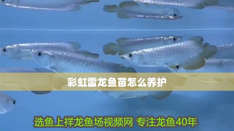 彩虹雷龍魚苗怎么養(yǎng)護