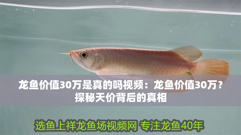 龍魚價值30萬是真的嗎視頻：龍魚價值30萬？探秘天價背后的真相