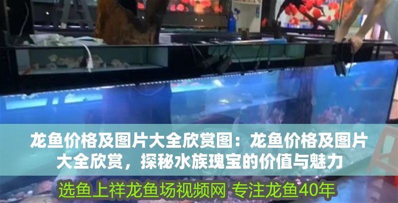 龍魚價格及圖片大全欣賞圖：龍魚價格及圖片大全欣賞，探秘水族瑰寶的價值與魅力