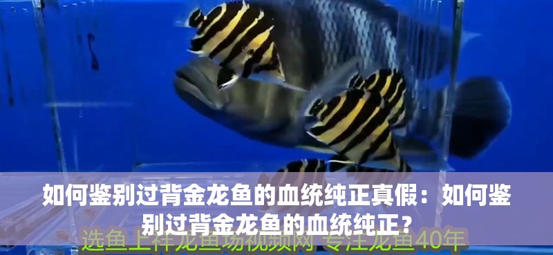 如何鑒別過(guò)背金龍魚的血統(tǒng)純正真假：如何鑒別過(guò)背金龍魚的血統(tǒng)純正？