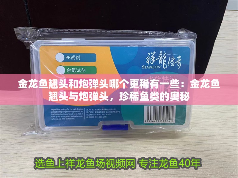 金龍魚翹頭和炮彈頭哪個更稀有一些：金龍魚翹頭與炮彈頭，珍稀魚類的奧秘