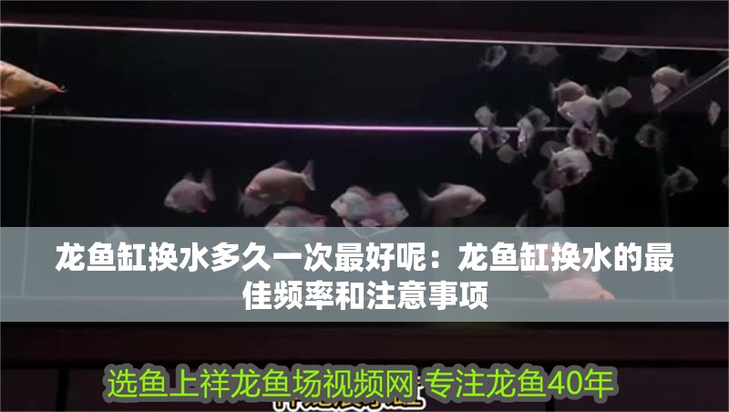 龍魚缸換水多久一次最好呢：龍魚缸換水的最佳頻率和注意事項 龍魚缸換水多久一次最好呢：龍魚缸換水的最佳頻率和注意事項 龍魚百科