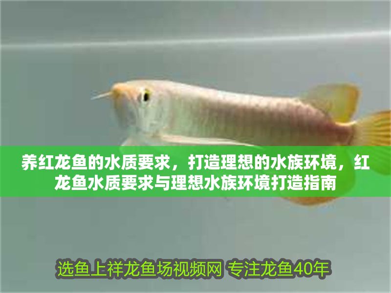 養紅龍魚的水質要求，打造理想的水族環境，紅龍魚水質要求與理想水族環境打造指南 養紅龍魚的水質要求，打造理想的水族環境，紅龍魚水質要求與理想水族環境打造指南 龍魚百科 第1張