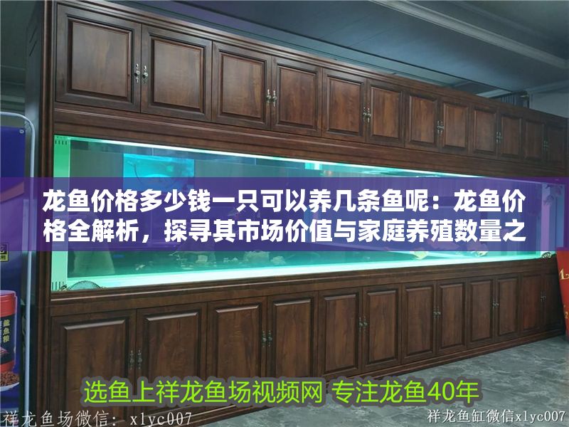 龍魚價(jià)格多少錢一只可以養(yǎng)幾條魚呢：龍魚價(jià)格全解析，探尋其市場(chǎng)價(jià)值與家庭養(yǎng)殖數(shù)量之謎