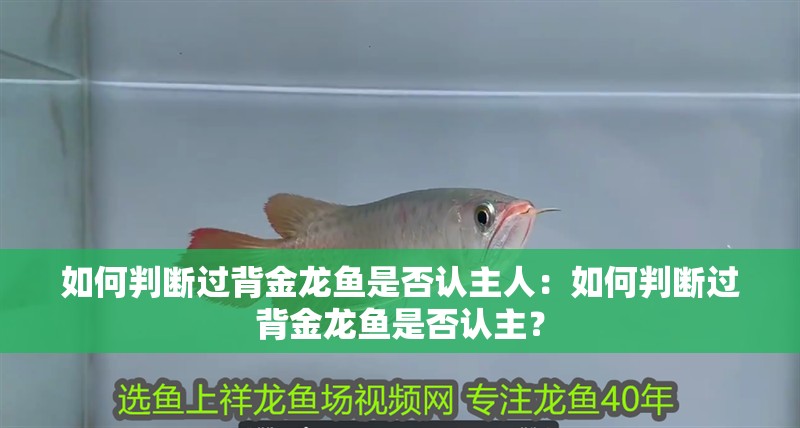 龍魚胡須從根部斷了：龍魚的胡須從根部斷掉怎么辦 龍魚胡須從根部斷了：龍魚的胡須從根部斷掉怎么辦 龍魚百科