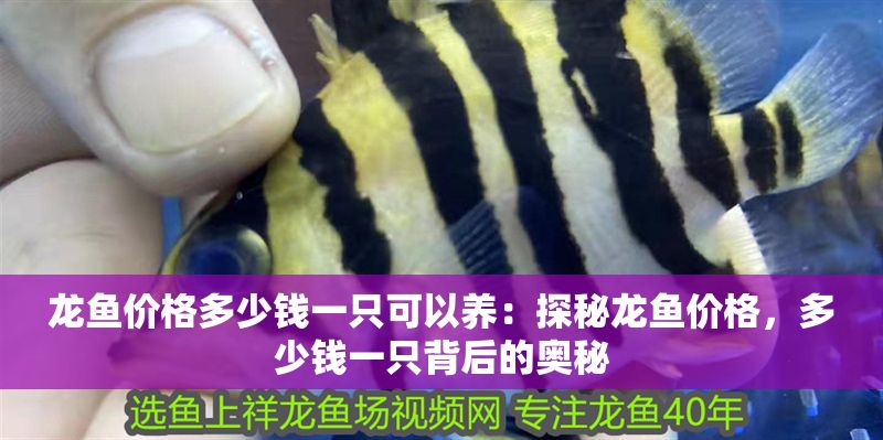 龍魚價格多少錢一只可以養：探秘龍魚價格，多少錢一只背后的奧秘 龍魚價格多少錢一只可以養：探秘龍魚價格，多少錢一只背后的奧秘 龍魚百科 第1張