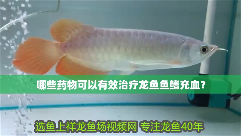 哪些藥物可以有效治療龍魚魚鰭充血？