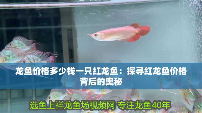 龍魚(yú)價(jià)格多少錢(qián)一只紅龍魚(yú)：探尋紅龍魚(yú)價(jià)格背后的奧秘