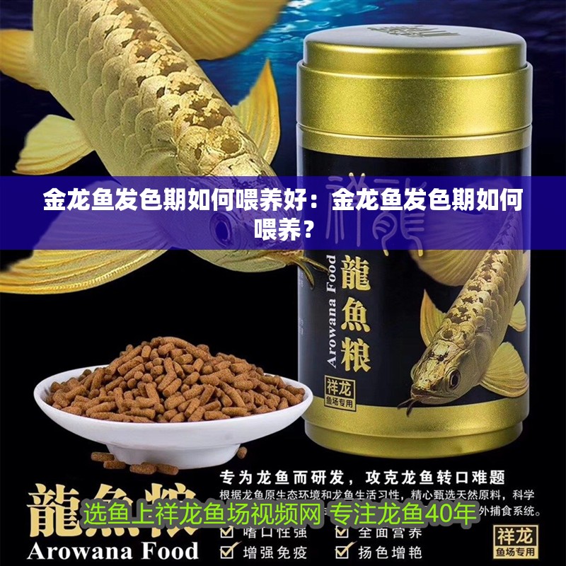 金龍魚發色期如何喂養好：金龍魚發色期如何喂養？