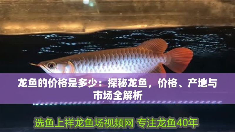龍魚(yú)的價(jià)格是多少：探秘龍魚(yú)，價(jià)格、產(chǎn)地與市場(chǎng)全解析
