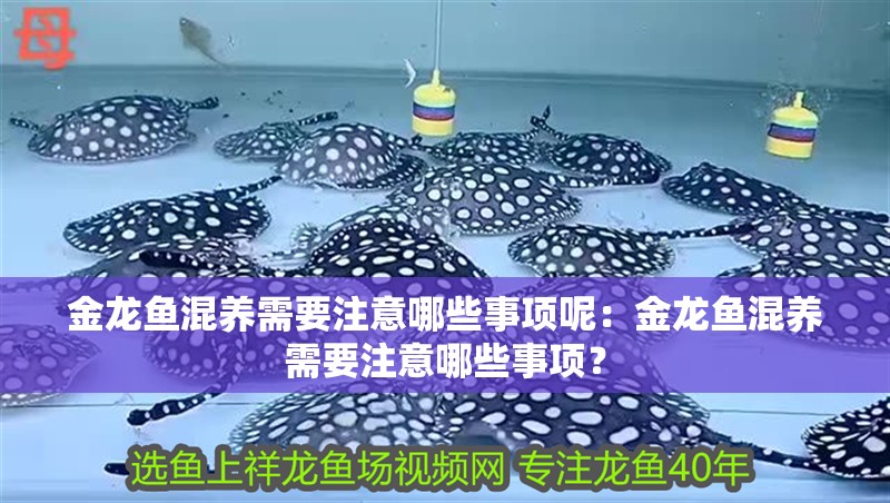 金龍魚混養需要注意哪些事項呢：金龍魚混養需要注意哪些事項？
