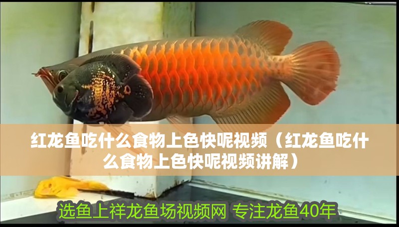 紅龍魚(yú)吃什么食物上色快呢視頻（紅龍魚(yú)吃什么食物上色快呢視頻講解）