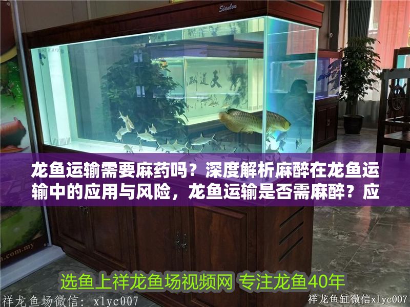龍魚運輸需要麻藥嗎？深度解析麻醉在龍魚運輸中的應用與風險，龍魚運輸是否需麻醉？應用與風險全面解析
